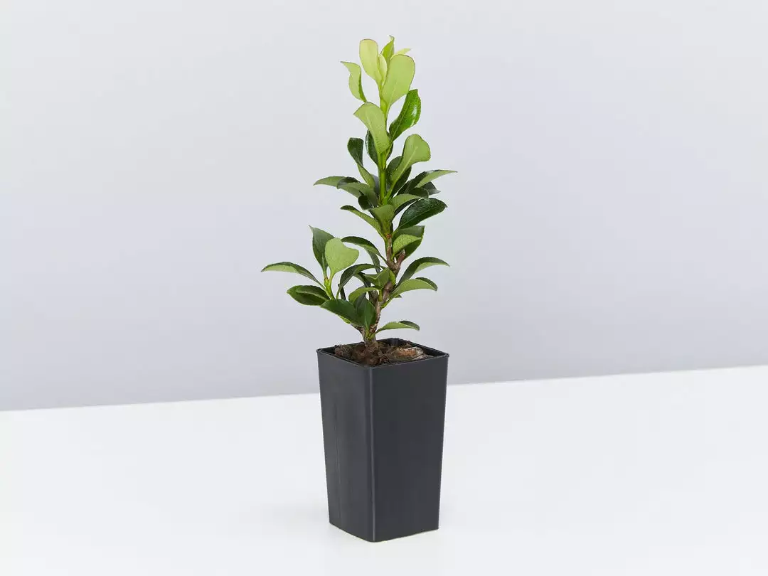 Shrubs Rhaphiolepis Snow Maiden Dwarf Hedge Pack 8 Shrubs Rhaphiolepis Snow Maiden Dwarf Hedge Pack