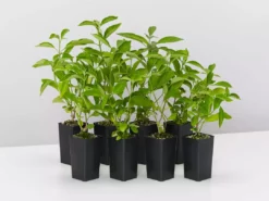 Shrubs Rhinacanthus Nasutus 'Snake Jasmine'