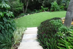 Shrubs Border Plants Tradescantia (Rhoeo) Dwarf