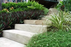 Shrubs Border Plants Tradescantia (Rhoeo) Dwarf