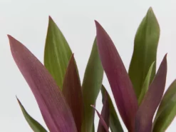 Shrubs Border Plants Tradescantia (Rhoeo) Dwarf