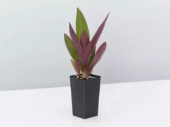 Shrubs Border Plants Tradescantia (Rhoeo) Dwarf