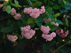 Shrubs Rondeletia Amoena