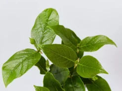 Shrubs Rondeletia Amoena