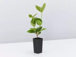 Shrubs Rondeletia Amoena