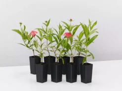 Shrubs Rondeletia Leucophylla Sweet Caprice