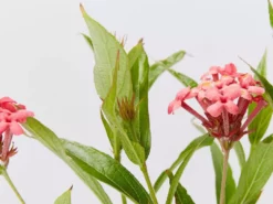 Shrubs Rondeletia Leucophylla Sweet Caprice