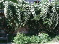 Shrubs Full Sun Rosa Banksiae Alba