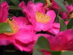 Hedge Shrubs Camellia Sasanqua 'Rose Ann' (deep Rose Pink Flower)