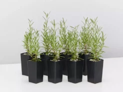 Shrubs Rosmarinus Officinalis Savor