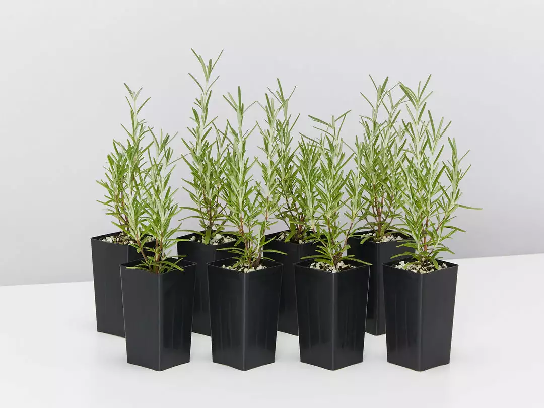 Shrubs Rosmarinus Officinalis Savor 3 Shrubs Rosmarinus Officinalis Savor