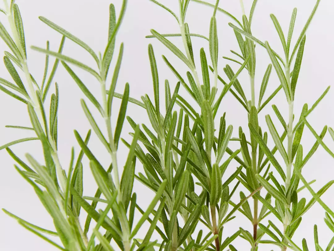 Shrubs Rosmarinus Officinalis Savor 4 Shrubs Rosmarinus Officinalis Savor