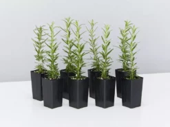 Hedge Shrubs Rosemary Rosmarinus Officinalis