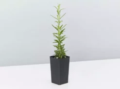 Shrubs The Edible Plants Pack