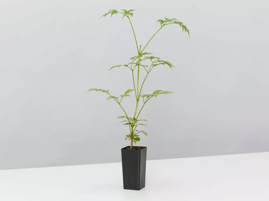 Indoor Garden Shrubs Radermachera China Doll 5 Indoor Garden Shrubs Radermachera China Doll