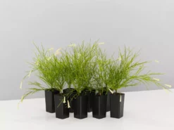 Shrubs Full Sun Russelia 'Lemon Falls'