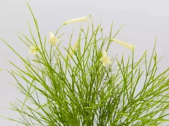 Shrubs Full Sun Russelia 'Lemon Falls'