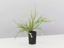 Shrubs Outdoor Assorted Hanging Plants Plant Packs 10 Shrubs Outdoor Assorted Hanging Plants Plant Packs