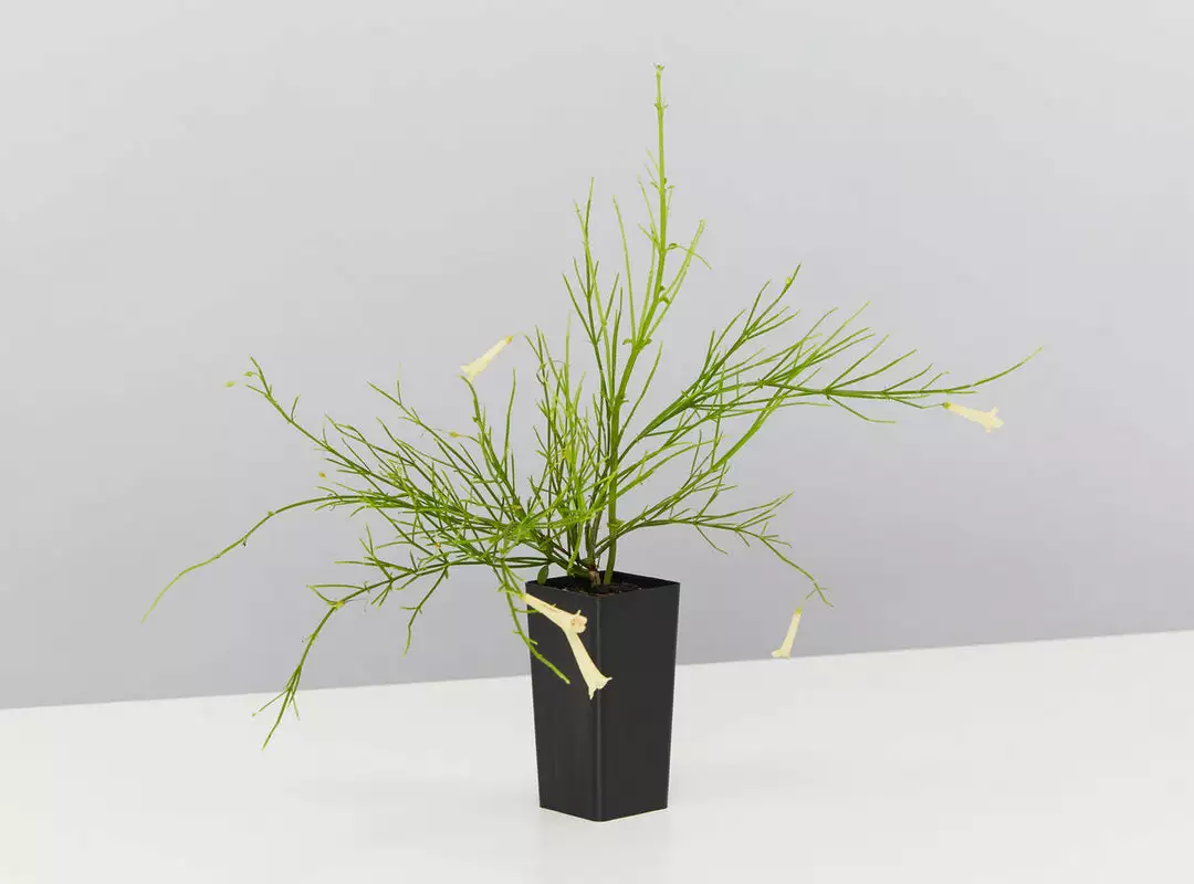 Shrubs Outdoor Assorted Hanging Plants Plant Packs 5 Shrubs Outdoor Assorted Hanging Plants Plant Packs