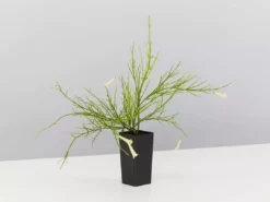 Shrubs Full Sun Russelia 'Lemon Falls'