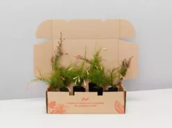 Shrubs Russelia "Falls" Mixed Box