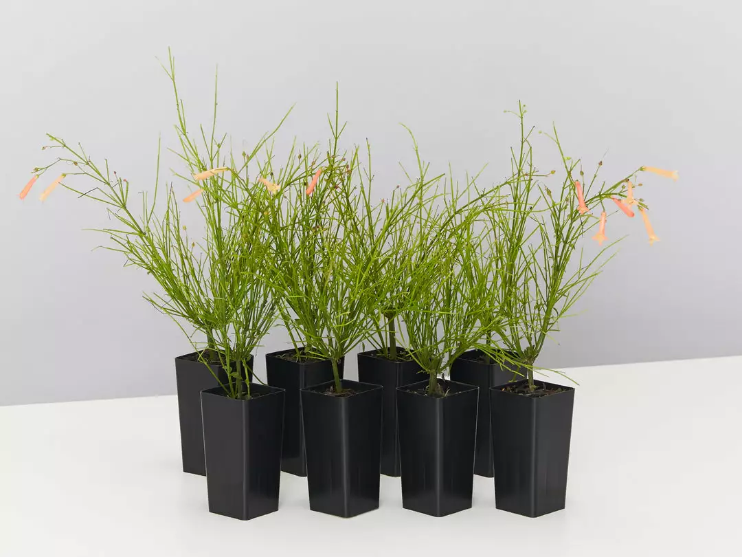 Shrubs Russelia 'Tangerine Falls' Firecracker Plant 3 Shrubs Russelia 'Tangerine Falls' Firecracker Plant