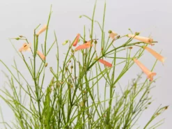 Shrubs Russelia 'Tangerine Falls' Firecracker Plant 10 Shrubs Russelia 'Tangerine Falls' Firecracker Plant