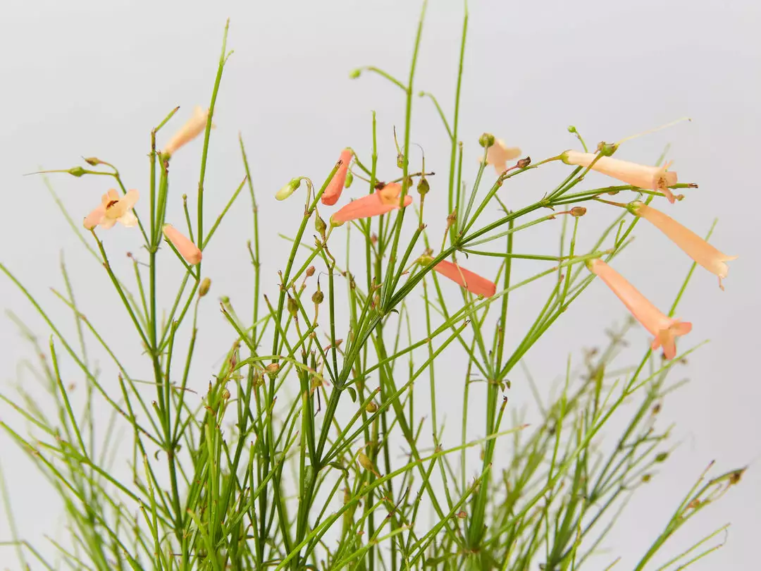 Shrubs Russelia 'Tangerine Falls' Firecracker Plant 6 Shrubs Russelia 'Tangerine Falls' Firecracker Plant