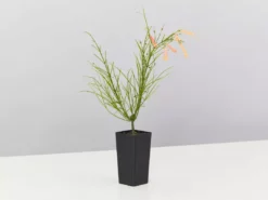 Shrubs Russelia 'Tangerine Falls' Firecracker Plant 9 Shrubs Russelia 'Tangerine Falls' Firecracker Plant