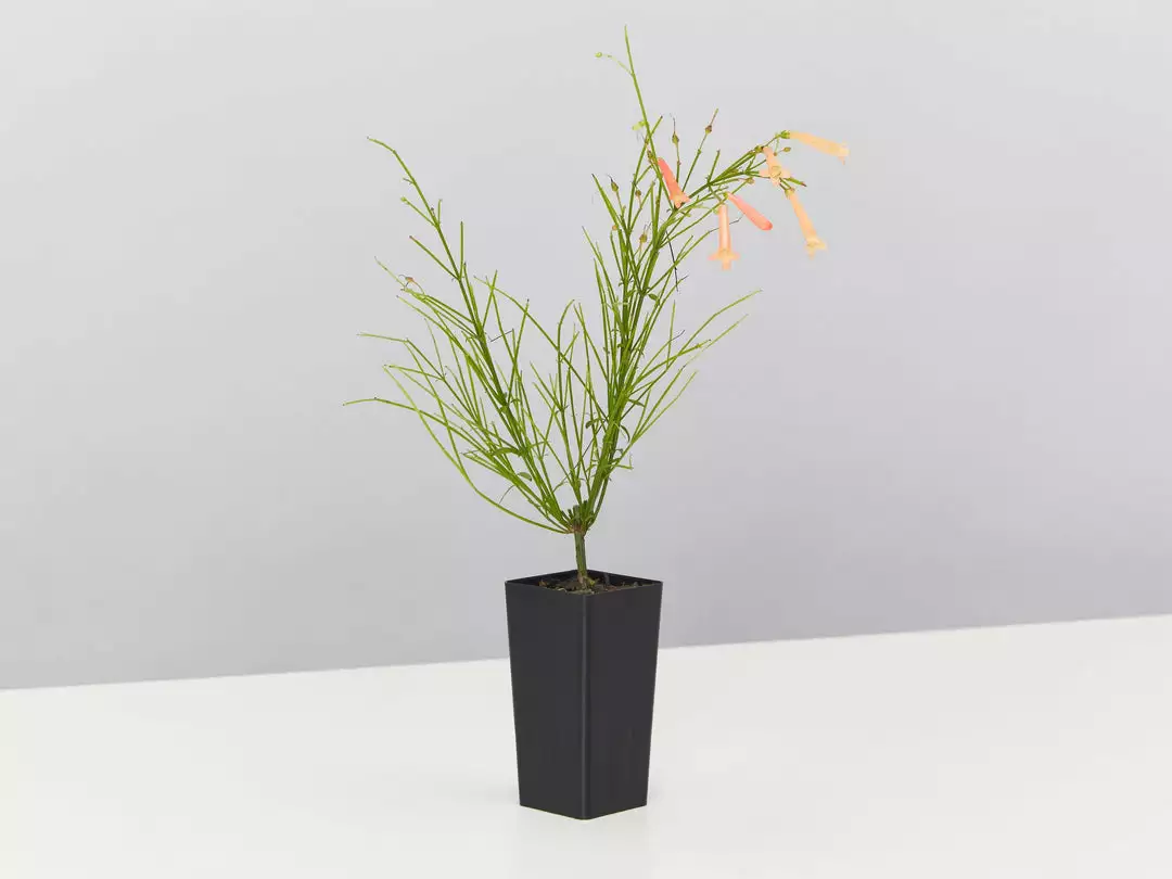 Shrubs Russelia 'Tangerine Falls' Firecracker Plant 5 Shrubs Russelia 'Tangerine Falls' Firecracker Plant