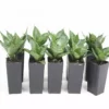 Succulents Sansevieria Dwarf Full Sun 1 Succulents Sansevieria Dwarf Full Sun