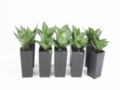 Succulents Sansevieria Dwarf Full Sun