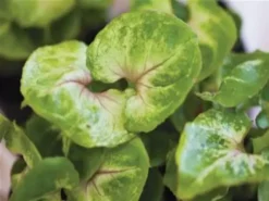 Indoor Garden Syngonium Golden Illusion Syngoniums 11 Indoor Garden Syngonium Golden Illusion Syngoniums