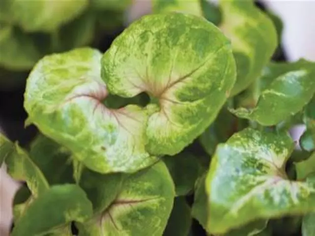 Indoor Garden Syngonium Golden Illusion Syngoniums 6 Indoor Garden Syngonium Golden Illusion Syngoniums