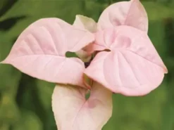Indoor Garden Syngoniums Syngonium Podophyllum Red Heart