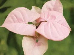 Indoor Garden Syngonium Podophyllum Red Heart 85mm Syngoniums