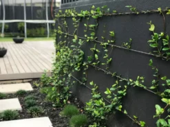 Hedge Star Jasmine Hedging Or Ground Cover Pack Hedging Plants