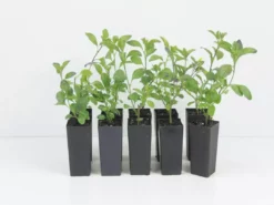 Shrubs Streptosolen (Browallia) Jamesonii Nana (dwarf)