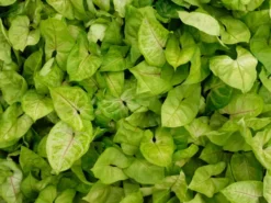 Indoor Garden Syngonium Golden Illusion Syngoniums 12 Indoor Garden Syngonium Golden Illusion Syngoniums