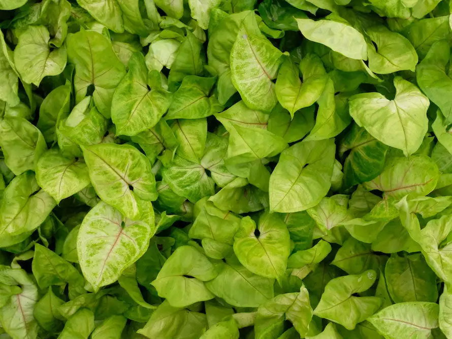 Indoor Garden Syngonium Golden Illusion Syngoniums 7 Indoor Garden Syngonium Golden Illusion Syngoniums