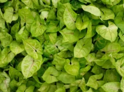 Indoor Garden Syngonium Golden Illusion - 85mm