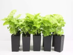 Indoor Garden Syngonium Golden Illusion Syngoniums