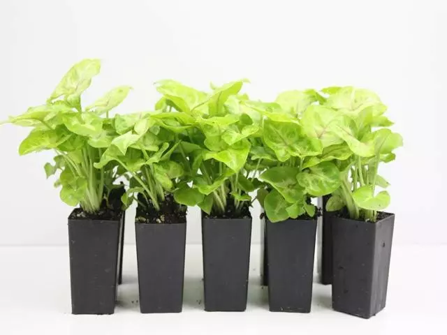 Indoor Garden Syngonium Golden Illusion Syngoniums 3 Indoor Garden Syngonium Golden Illusion Syngoniums