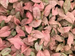 Indoor Garden Syngonium Neon - 85mm