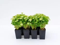 Indoor Garden Syngonium Pixie Mini Syngoniums