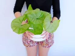 Indoor Garden Syngoniums Syngonium Podophyllum Roxana - 85mm