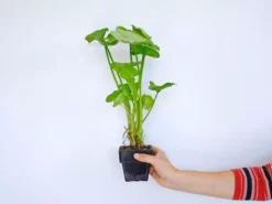 Indoor Garden Syngoniums Syngonium Podophyllum Roxana - 85mm