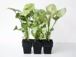 Indoor Garden Syngoniums Syngonium Podophyllum Roxana - 85mm