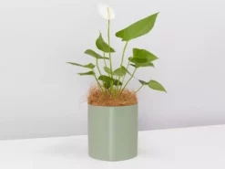 Urban Eden Sage Vessel + Potted Plant