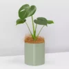 Urban Eden Sage Vessel + Potted Plant
